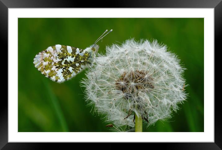 Orange Tip Butterfly on Dandelion Framed Mounted Print by JC studios LRPS ARPS