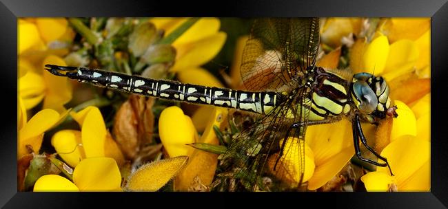 Hairy Dragonfly  Framed Print by JC studios LRPS ARPS