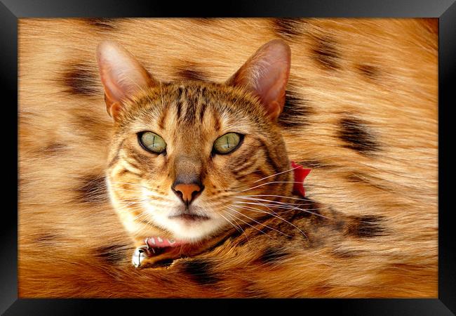 Bengal spotty belly Framed Print by JC studios LRPS ARPS