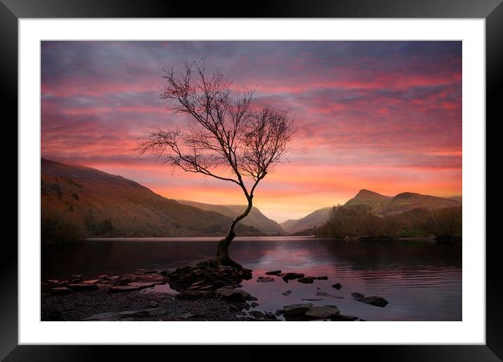 Lone tree at Sunrise Framed Mounted Print by JC studios LRPS ARPS