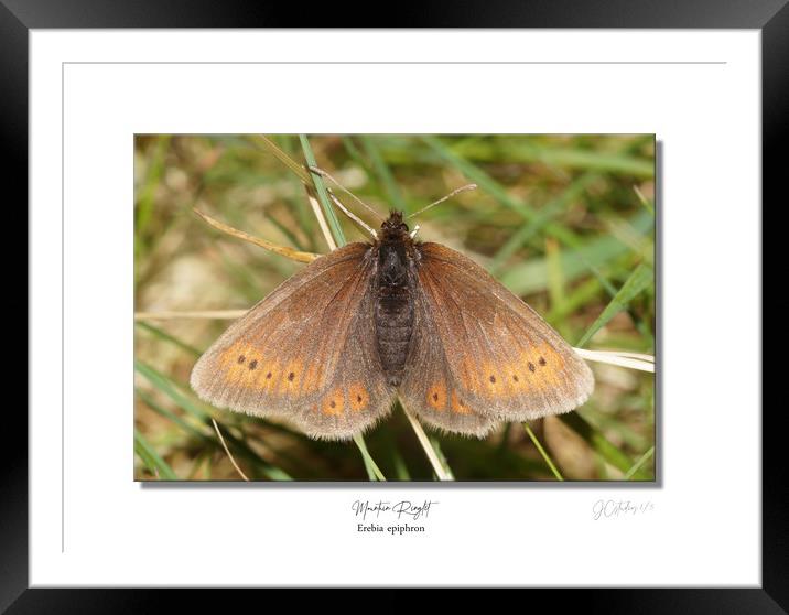 Mountain ringlet Framed Mounted Print by JC studios LRPS ARPS