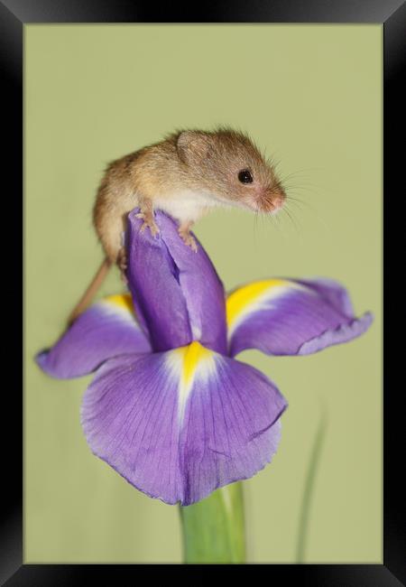 Harvest mouse on Iris. Framed Print by JC studios LRPS ARPS