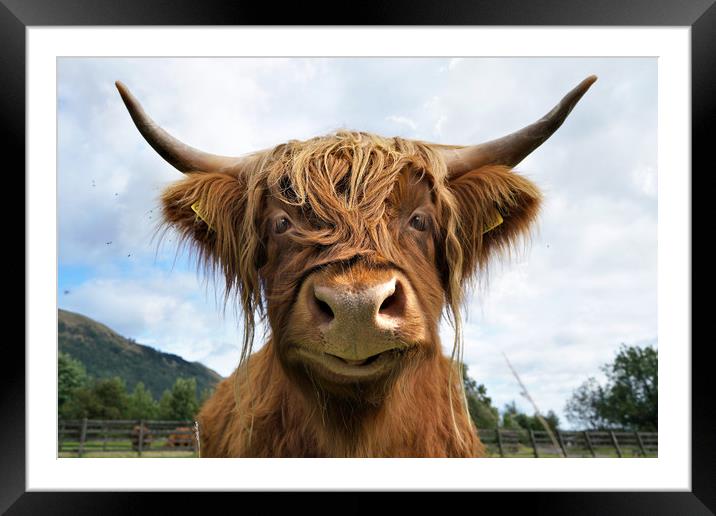 Smiling Highland Cow Framed Mounted Print by JC studios LRPS ARPS
