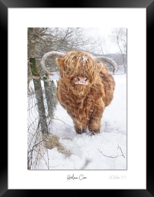 Heelan Coo in the snow Framed Print by JC studios LRPS ARPS
