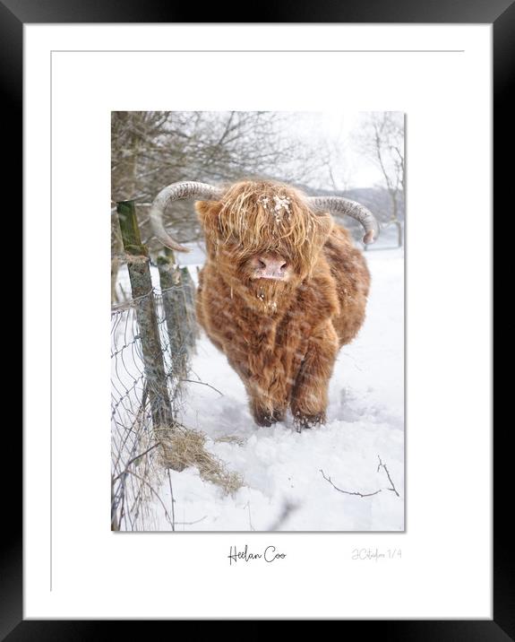 Heelan Coo in the snow Framed Mounted Print by JC studios LRPS ARPS