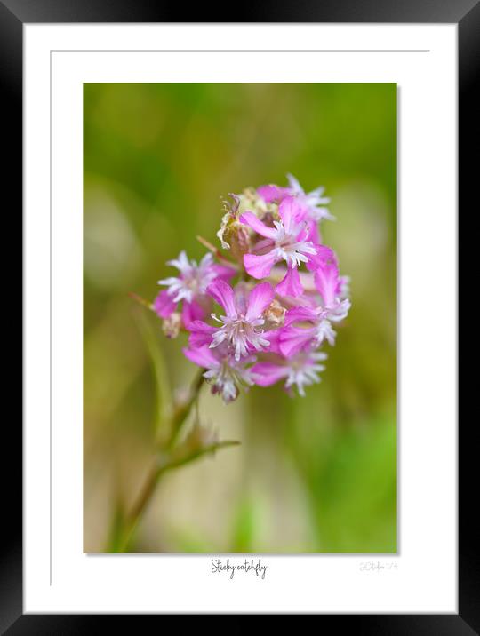 Sticky catchfly Framed Mounted Print by JC studios LRPS ARPS