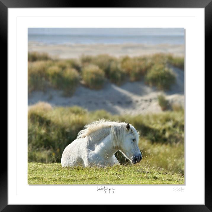 Luskintyre pony Framed Mounted Print by JC studios LRPS ARPS