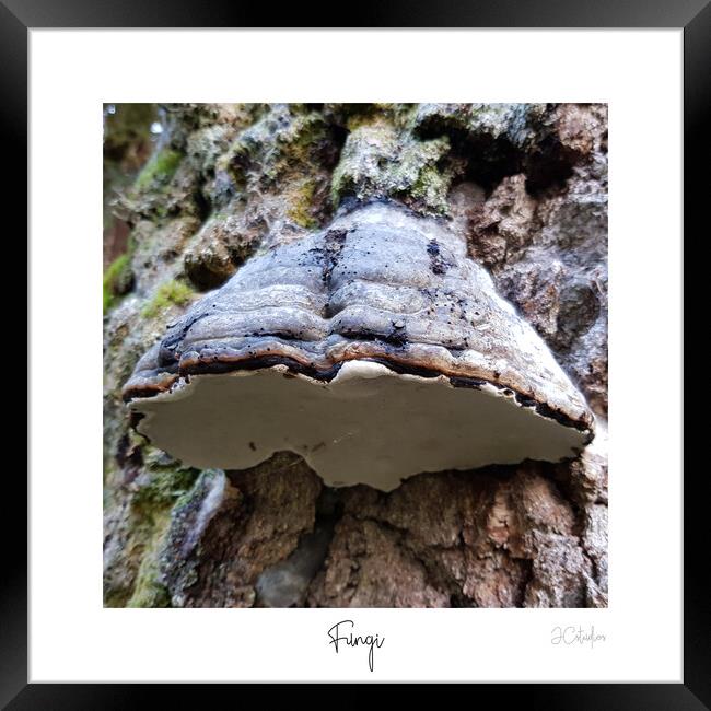 Fungi Framed Print by JC studios LRPS ARPS