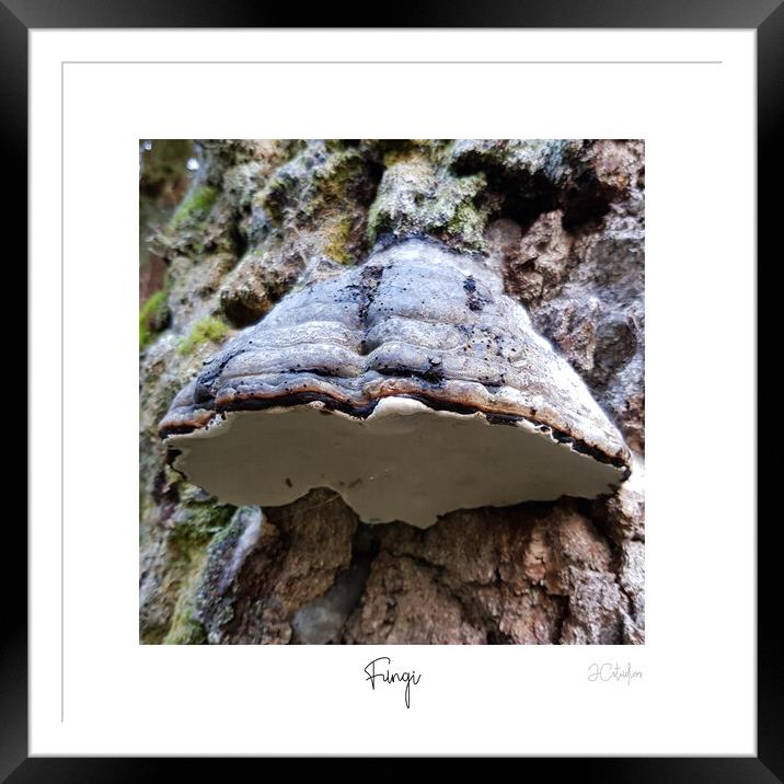 Fungi Framed Mounted Print by JC studios LRPS ARPS