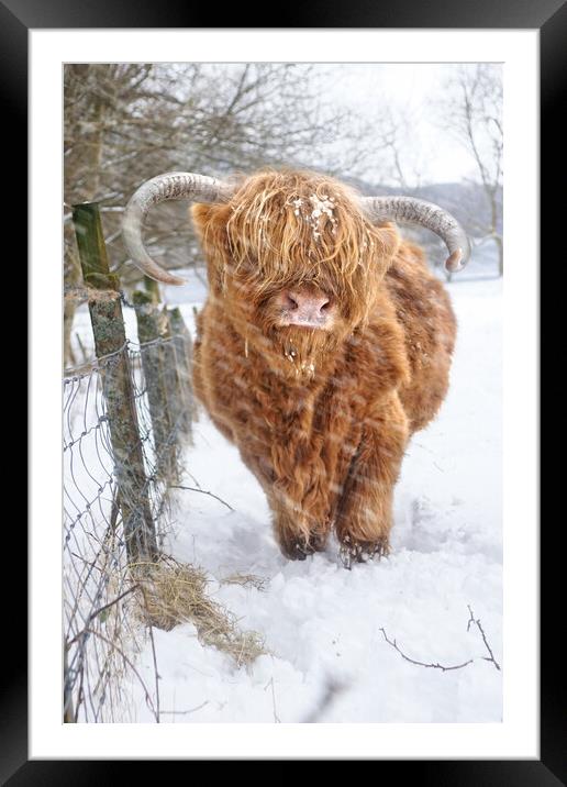  Highland, Scottish (Coo) Cow in Loch Lomond Scotl Framed Mounted Print by JC studios LRPS ARPS