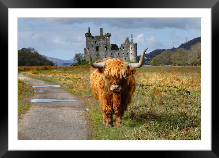 Highland coo cow and kilchurn castle Scotland, Highlands, Scotland Framed Mounted Print by JC studios LRPS ARPS