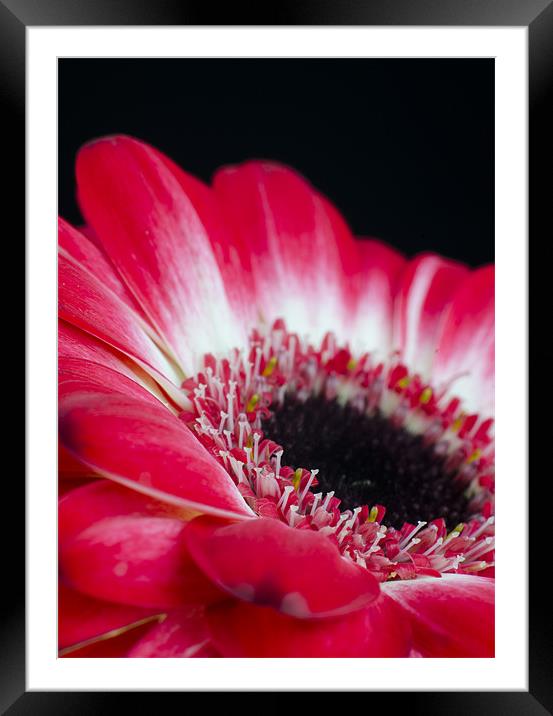 Floral Contrast Framed Mounted Print by T2 Images