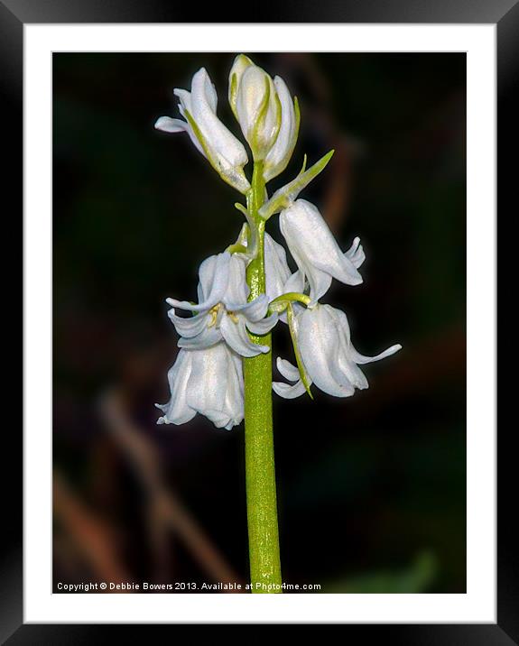 White Bluebells Framed Mounted Print by Lady Debra Bowers L.R.P.S