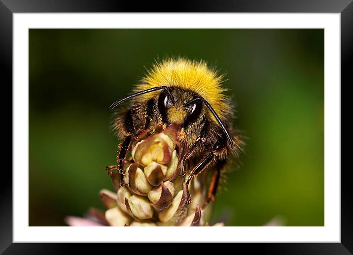 Bee sat on Orchid top Framed Mounted Print by Lady Debra Bowers L.R.P.S