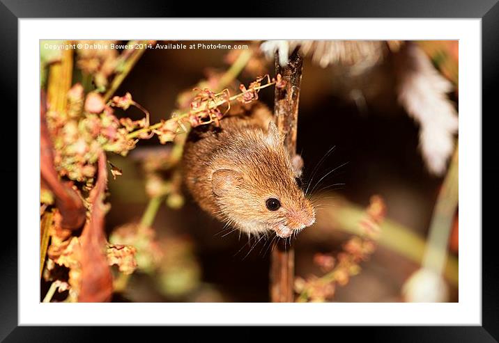 Harvest Mouse Framed Mounted Print by Lady Debra Bowers L.R.P.S