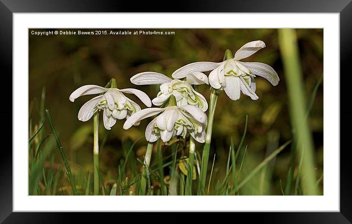  Double headed Snowdrops Framed Mounted Print by Lady Debra Bowers L.R.P.S