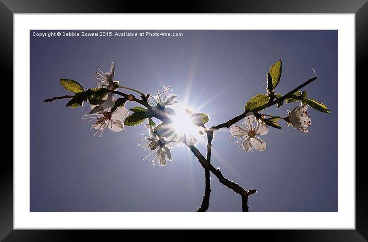  Sun, Sky & Blossom  Framed Mounted Print by Lady Debra Bowers L.R.P.S