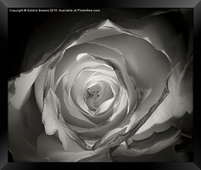A Glowing Rose   Framed Print by Lady Debra Bowers L.R.P.S