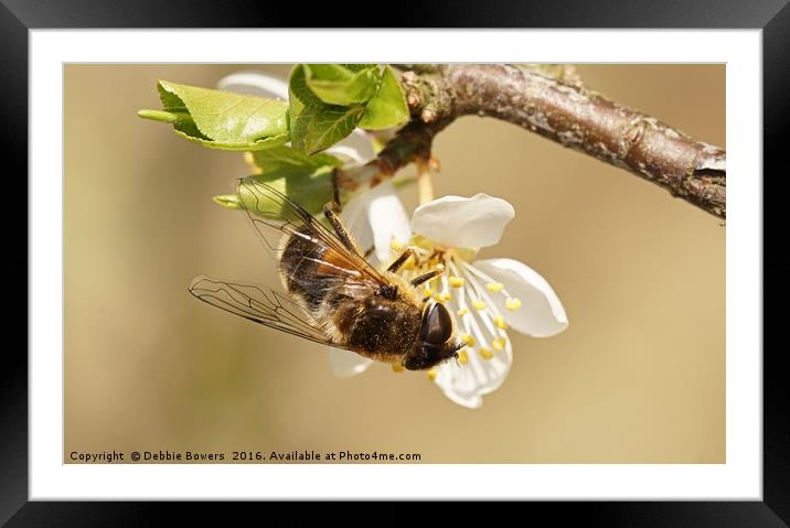 Hoverfly  Framed Mounted Print by Lady Debra Bowers L.R.P.S