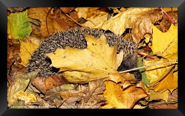 Rummaging Hedgehog in Autumn Leaves  Framed Print by Lady Debra Bowers L.R.P.S