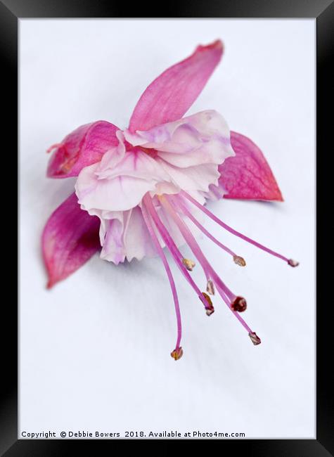Fuchsia in colour  Framed Print by Lady Debra Bowers L.R.P.S