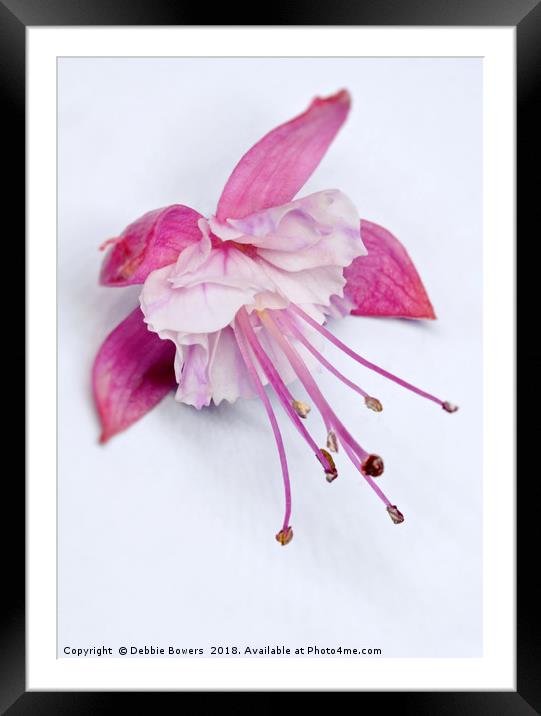 Fuchsia in colour  Framed Mounted Print by Lady Debra Bowers L.R.P.S