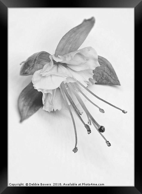 Fuchsia in B&W Framed Print by Lady Debra Bowers L.R.P.S