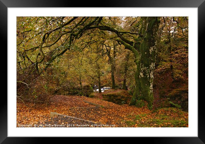 Autumn Trees Framed Mounted Print by Lady Debra Bowers L.R.P.S