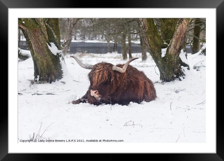 A brown highland cow in the snow Framed Mounted Print by Lady Debra Bowers L.R.P.S
