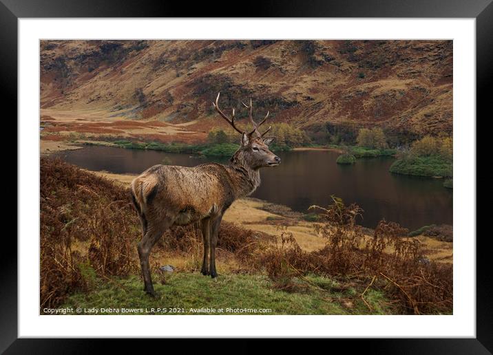 Majestic Highland Stag  Framed Mounted Print by Lady Debra Bowers L.R.P.S