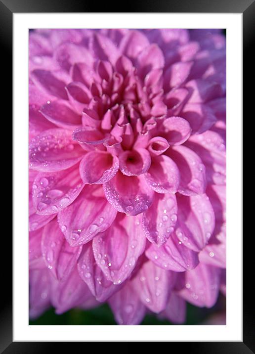 Pink Dahlia With Raindrops Framed Mounted Print by Paul Corrigan