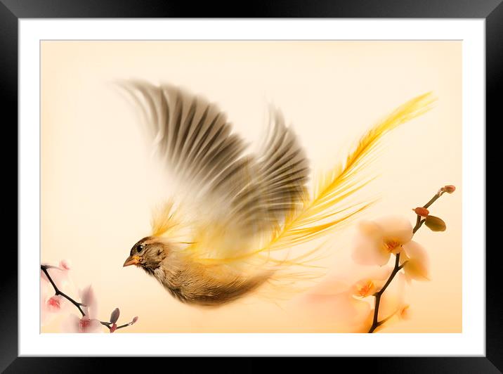  Bird art Framed Mounted Print by Augis Skackauskas