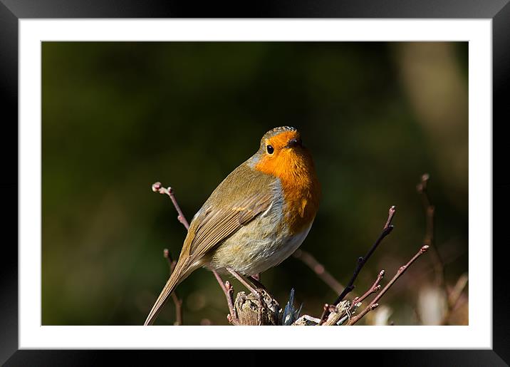 A little Robin Framed Mounted Print by