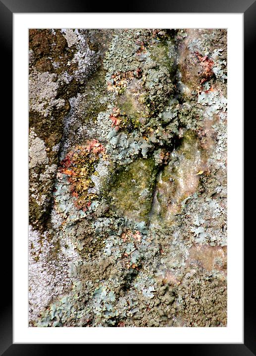 study of frozen Cladonia lichen 1 Framed Mounted Print by simon powell