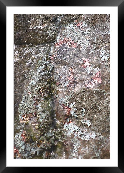 study of frozen Cladonia lichen 2 Framed Mounted Print by simon powell