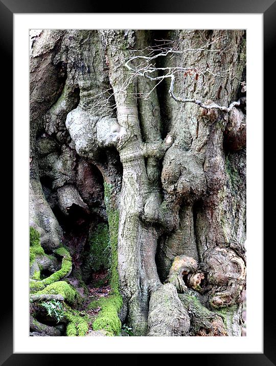 trunk of time brecon beacons Framed Mounted Print by simon powell