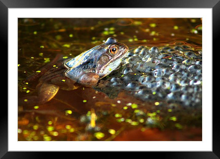 common frog brecon beacons Framed Mounted Print by simon powell