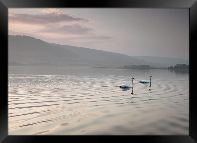 pair of swans llangorse lake brecon beacons Framed Print by simon powell