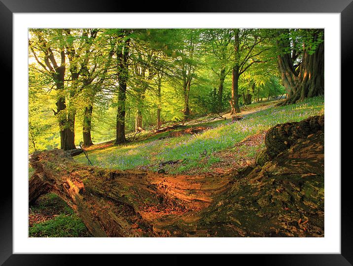 bluebells woodland black mountains brecon beacons Framed Mounted Print by simon powell