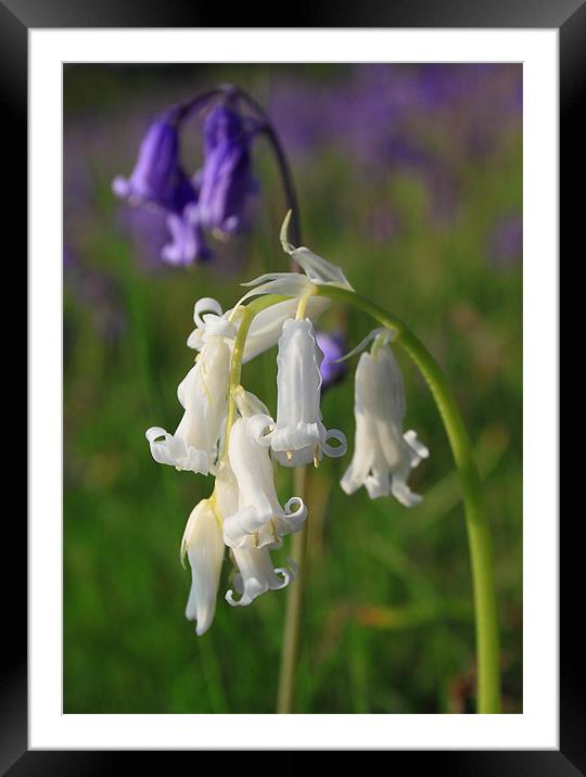 bluebells rare white in the black mountains brecon Framed Mounted Print by simon powell
