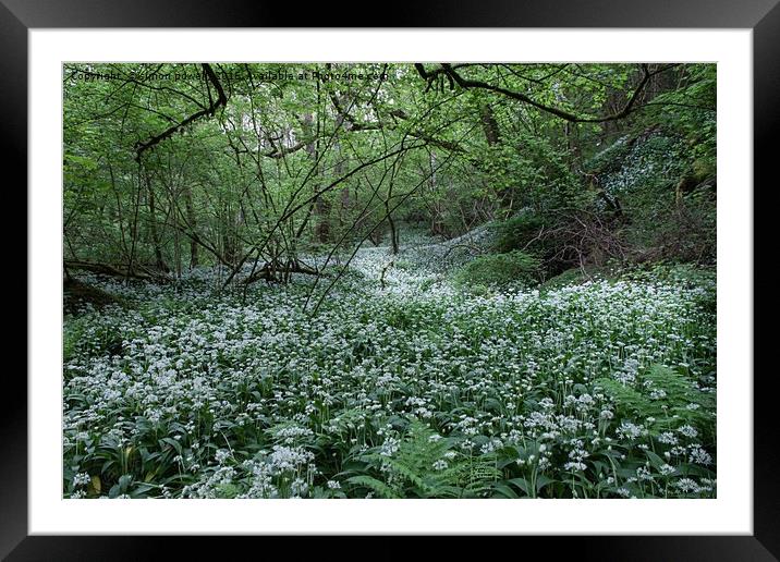 Wild garlic welsh woodland 8842 Framed Mounted Print by simon powell