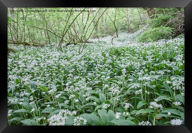 Wild garlic welsh woodland 8845 Framed Print by simon powell