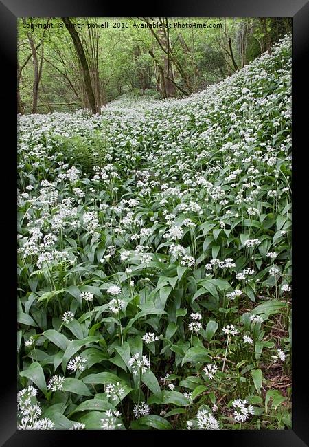 hidden woodland white flowers 8880 Framed Print by simon powell