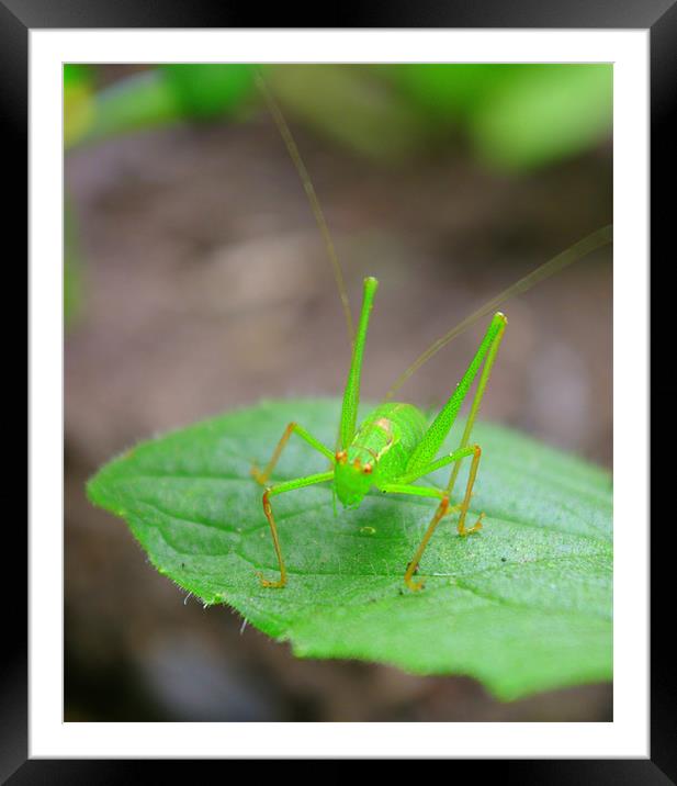 Grasshopper Framed Mounted Print by alice woodward