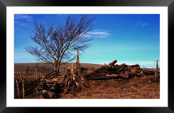 tree stump Framed Mounted Print by Tommy Reilly