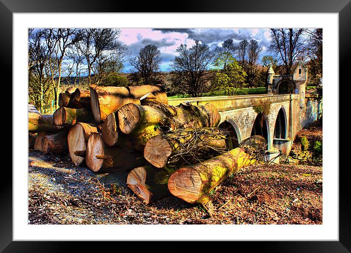 Tree Felling Framed Mounted Print by Tommy Reilly