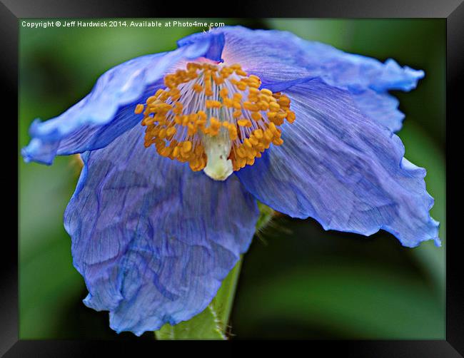 Blue Poppy.. Framed Print by Jeff Hardwick