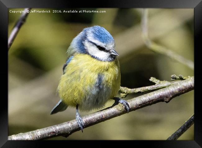 Blue tit with eyes closed Framed Print by Jeff Hardwick