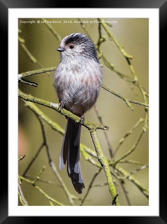 Long-Tailed Tit Framed Mounted Print by Jeff Hardwick