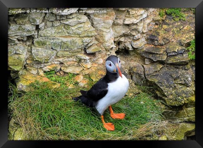 Puffin all alone Framed Print by Jeff Hardwick